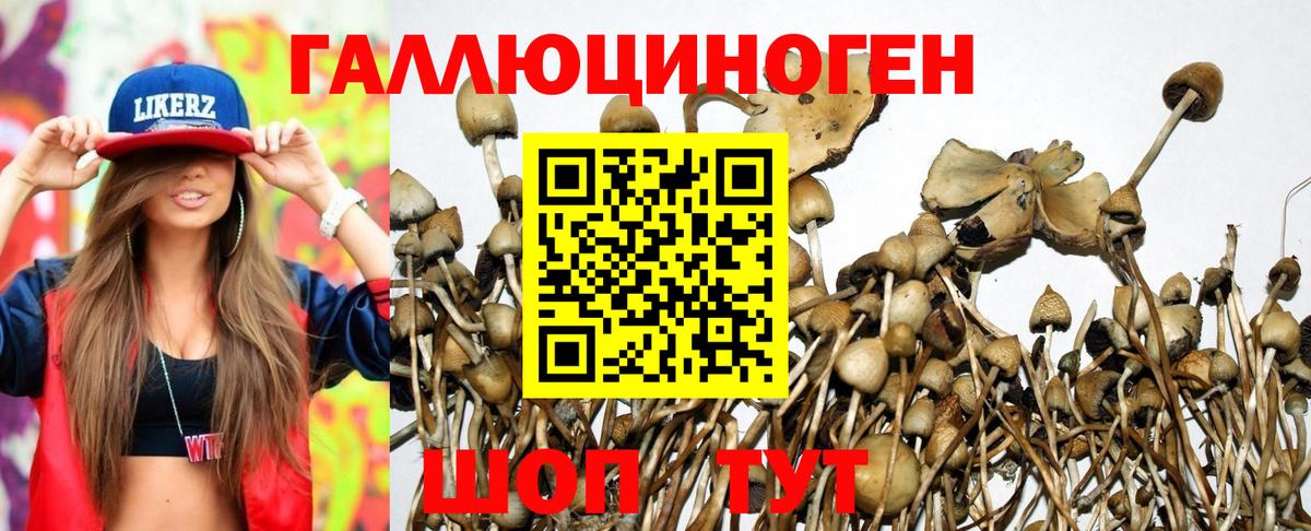 Псилоцибиновые грибы Cubensis Ржев